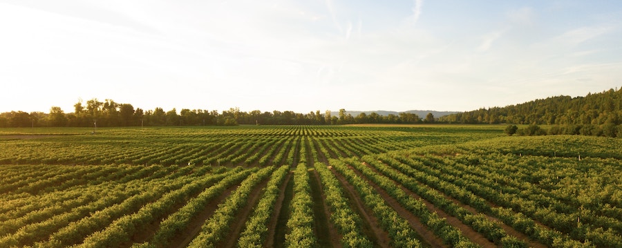 Best Agriculture stocks