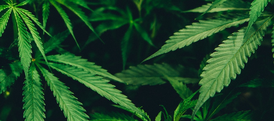 Best Cannabis stocks